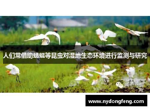 人们常借助蜻蜓等昆虫对湿地生态环境进行监测与研究